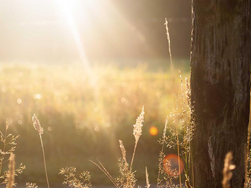 Residential Land in Al Malqa, Riyadh